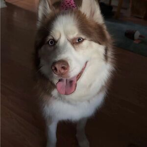 Husky “Glitter” Free with purchase